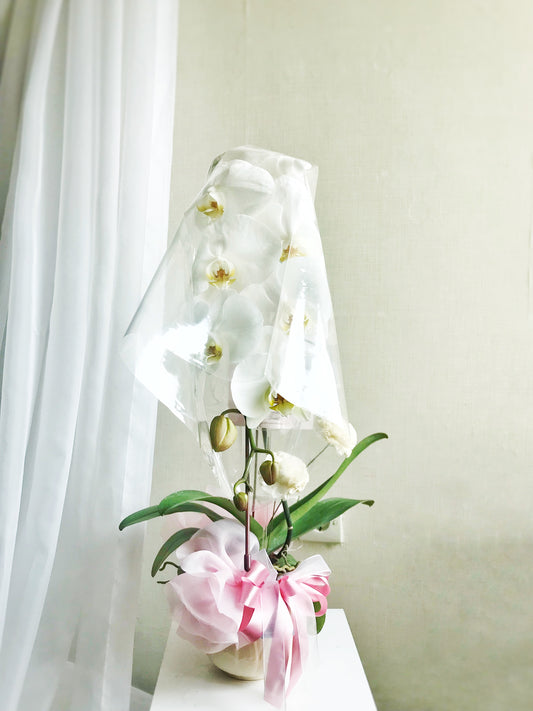 Single Orchid on Vase